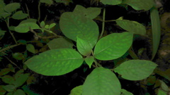 Gesneriaceae