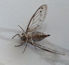 Cicada