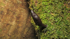 Xylaria longipes
