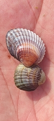 Acanthocardia tuberculata