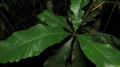 Castanopsis fissa