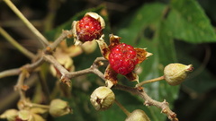 Rubus
