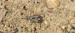Calomera littoralis