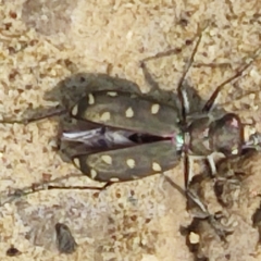 Calomera littoralis