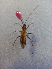 Opheltes glaucopterus