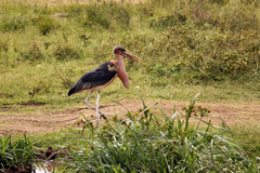Leptoptilos crumenifer