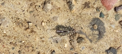 Calomera littoralis
