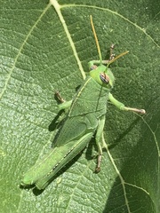 Anacridium aegyptium