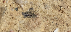 Calomera littoralis