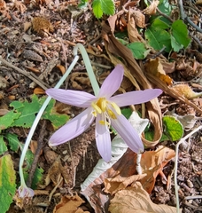 Colchicum autumnale