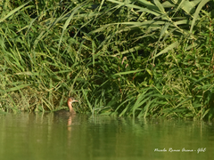 Tachybaptus ruficollis