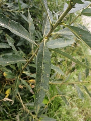 Salix