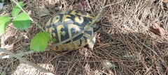 Testudo hermanni