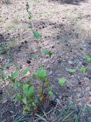 Chenopodiastrum hybridum