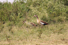 Alopochen aegyptiaca