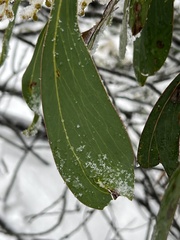 Acacia obliquinervia