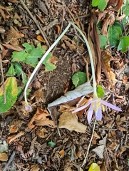 Colchicum autumnale