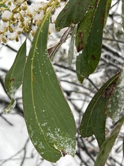 Acacia obliquinervia