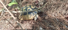 Testudo hermanni