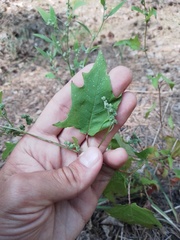 Chenopodiastrum hybridum