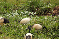 Threskiornis aethiopicus