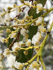 Acacia obliquinervia