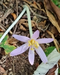Colchicum autumnale
