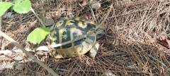 Testudo hermanni