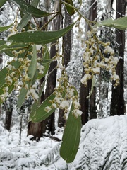 Acacia obliquinervia