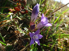 Gentianella germanica