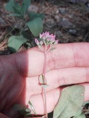 Hylotelephium telephium