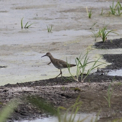 Calidris pugnax