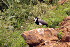 Vanellus crassirostris