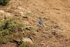 Charadrius tricollaris