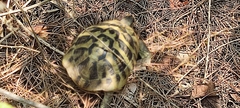 Testudo hermanni
