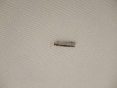 Distoleon tetragrammicus