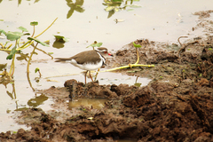 Charadrius tricollaris