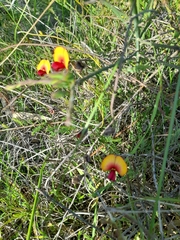 Isotropis cuneifolia