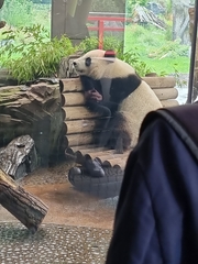 Ailuropoda melanoleuca