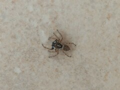 Menemerus semilimbatus