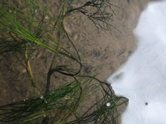 Potamogetonaceae