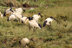 Threskiornis aethiopicus