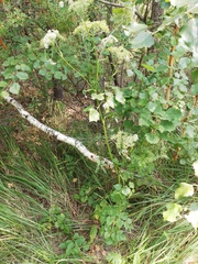 Ostericum palustre