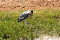 Leptoptilos crumenifer