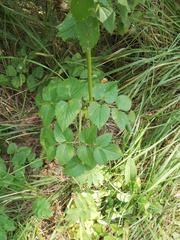 Ostericum palustre