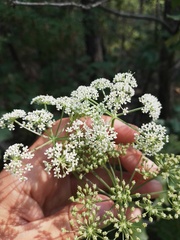 Ostericum palustre
