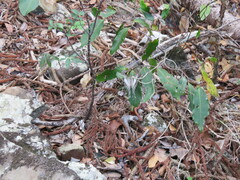 Protographium leosthenes