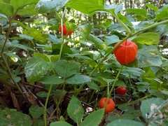 Alkekengi officinarum