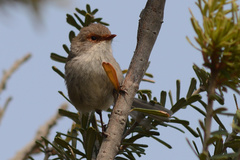 Malurus cyaneus