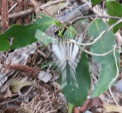 Protographium leosthenes